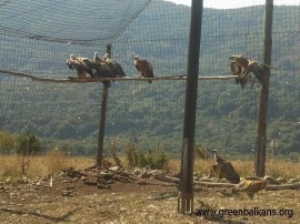 Стара Загора: В езерото Загорка вече плуват зелени патета