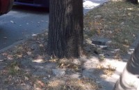 Несъобразена скорост доведе до удар в крайпътно дърво