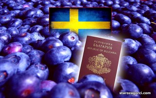 И Агенцията по заетостта дава съвети за боровинките в Швеция