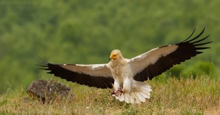 Прага дари средства за опазването на египетския лешояд