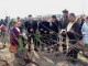 В Малка Верея лозарските  ножици вече са наточени