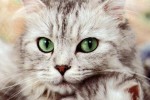 До два домашни любимеца в домовете на старозагорци