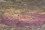 ВАНДАЛЩИНА: Заколени на място две камерунски кози и пет заека от Зоокът на открито на   Старозагорски бани