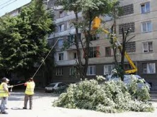 От днес започва санитарна резитба на дърветата в Стара Загора