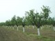Унищожиха овощна градина край Стара Загора