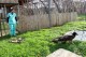 България има вече трети брадат лешояд и той отново живее в Стара Загора