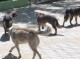 Бездомно куче ухапа мъж в Стара Загора