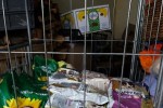 Анонимно дарение пристигна за кучетата от приюта в Стара Загора