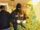 Задържаха 31-годишен старозагорец за производство на марихуана