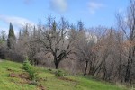 Крадци откраднаха новозасадени елхички в Стара Загора
