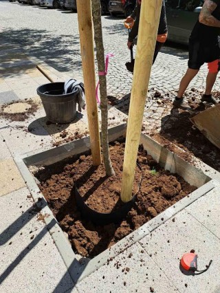 Въвеждат нова технология при засаждането на дървета в центъра на Стара Загора