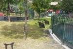 Разкриха кои лица са рушили детски площадки в парк „Артилерийски“