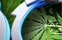 За 72 часа задържаха наркодилър. 14-годишен отглежда марихуана