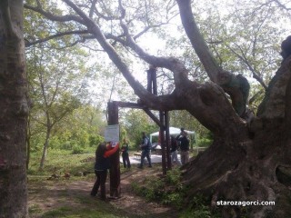 Стара Загора: Укрепиха и консервираха Стария чинар