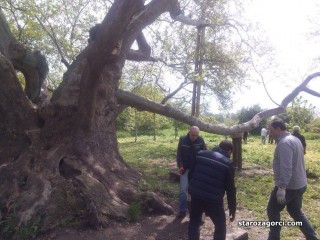 Стара Загора: Укрепиха и консервираха Стария чинар