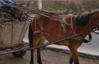 Две момчета в болница след катастрофа с каруца
