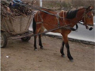 Две момчета в болница след катастрофа с каруца