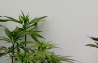 Хванаха пловдивчани да отглеждат марихуана в старозагорско