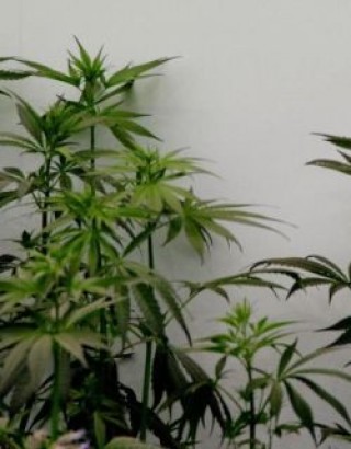 Хванаха пловдивчани да отглеждат марихуана в старозагорско