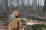 Намериха 4 куб.м незаконни дърва на адреси в кв.Лозенец
