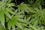 Задържаха старозагоец  за притежание на наркотици