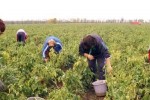 6830 еднодневни трудови договори са регистрирани в Старозагорско