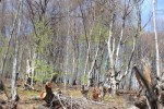 38 коня и 83 каруци са конфискували горските служители при незаконна сеч в Старозагорско