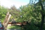 Дърво падна от бурята в Стара Загора