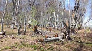 38 коня и 83 каруци са конфискували горските служители при незаконна сеч в Старозагорско