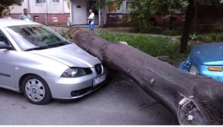 Огромно дърво падна и смаза две коли в Стара Загора