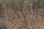 Хванаха три при незаконна сеч в землището на Стара Загора
