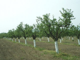 Унищожиха овощна градина край Стара Загора
