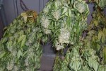 Задържаха мъж отглеждал марихуана в старозагорско село