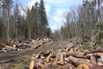 Хванаха трима при незаконна сеч по пътя за Дъбрава
