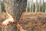 По сигнал на Горещия телефон спипаха малолетни да секат общинска гора