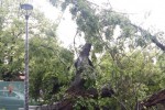Огромно дърво падна в центъра на Стара Загора