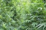 Задържаха старозагорец, докато полива канабис