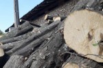 Хванаха мъж да превозва близо 3 кубика немаркирани дърва