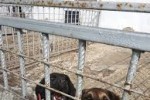 Изграждат общинския приют за безстопанствени животни в село Могила