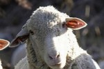 Откраднаха кози и овце от стопански двор в старозагорско село