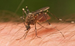 Община Стара Загора започна пръскане срещу комари