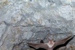 Утре в Стара Загора ще се проведе международна нощ на прилепите