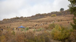 Oтменя се акцията по залесяване в местността “Магарешка поляна“