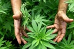 Задържаха двама старозагорци за отглеждане на марихуана
