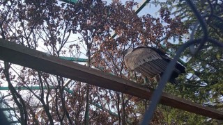 Двете двойки лешояди на Зоопарка в Стара Загора очакват поколение