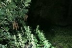Задържаха мъж, отглеждал марихуана в старозагорско село