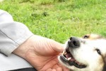 Продължава безплатната кастрация на дворни домашни кучета в Общинския приют в Стара Загора
