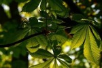 Обработват против стършели в парк „Пети октомври“