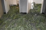 Криминалисти от ОДМВР-Стара Загора разкриха наркооранжерия и иззеха голямо количество наркотични вещества в Змейово