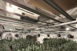 Прокуратурата наблюдава досъдебно производство за отглеждане и държане на марихуана за около 400 000 евро с цел разпространение